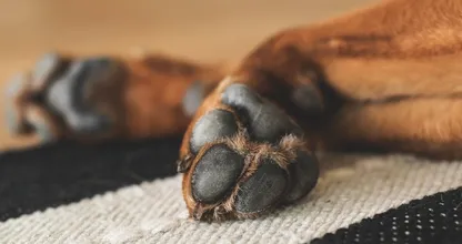 Schmiere die Pfoten deines Hundes mit Vaseline ein damit er jetzt nicht leiden muss!