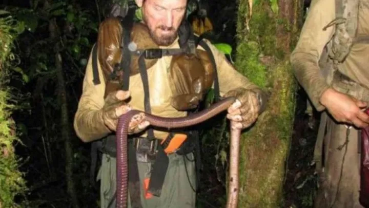 Leben vielleicht riesige Regenwürmer in Ihrem Garten? Erfahren Sie die Wahrheit über diese mysteriösen Kreaturen