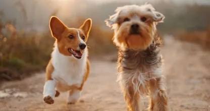 Aha: dit probeert je hond jou te vertellen met zijn staart