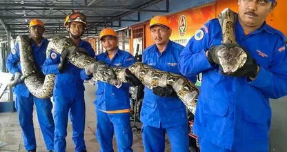 These Workers Found A Giant Snake - You Won't Believe What They Found Inside!