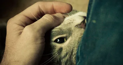 Hartverscheurend wat deze kat doet tijdens zijn laatste rit...Haal de zakdoeken maar tevoorschijn, dit moet je zien!