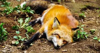 Hondenbaasjes opgelet: dodelijke dierenziekte opgedoken in Nederland