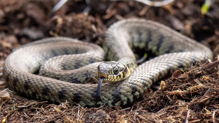 ¡Estos trabajadores encontraron una serpiente gigante - no creerás lo que encontraron dentro!