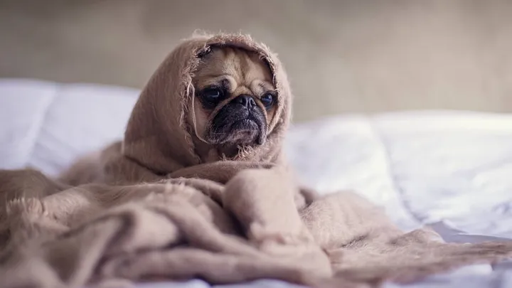 Let op: deze signalen duiden erop dat je hond de griep heeft