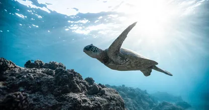 Bijzondere schildpad gevonden op Terschelling