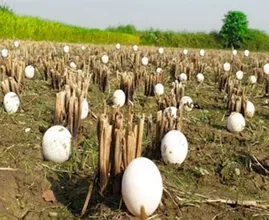 Landwirt findet Hunderte von seltsamen Eiern in seiner Ernte - doch als sie schlüpfen, bricht er in Tränen aus