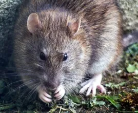 Bizzarro: il ratto esce dal bagno e morde le natiche della donna mentre è in bagno