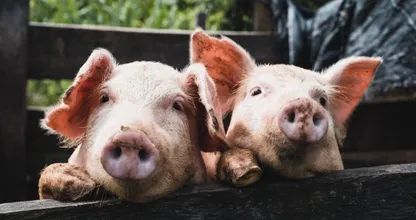 25 boeren uit Limburg laten zich vrijwillig uitkopen door overheid