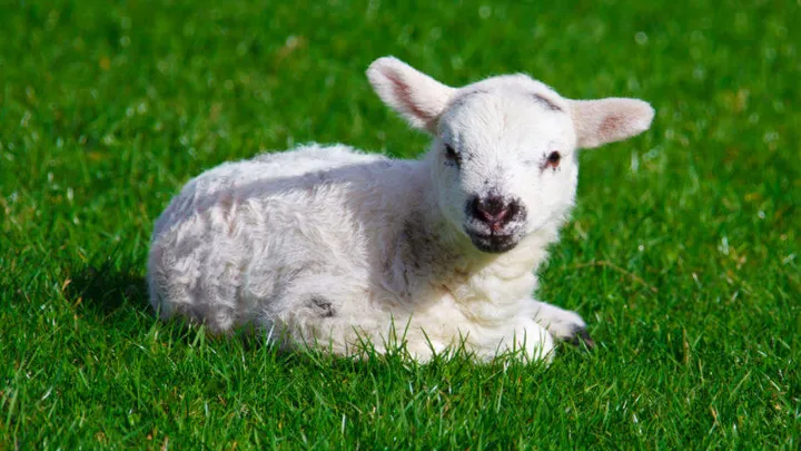 Getuigen gezocht: lammetje van één uur oud gestolen in Drenthe
