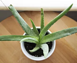 7 cosas que puedes hacer con una planta de aloe vera