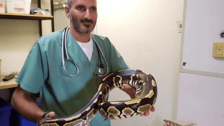 Woman Thought She Could Sleep Safely With Her Pet Python Every Night, Until The Vet Showed Her The Startling Truth