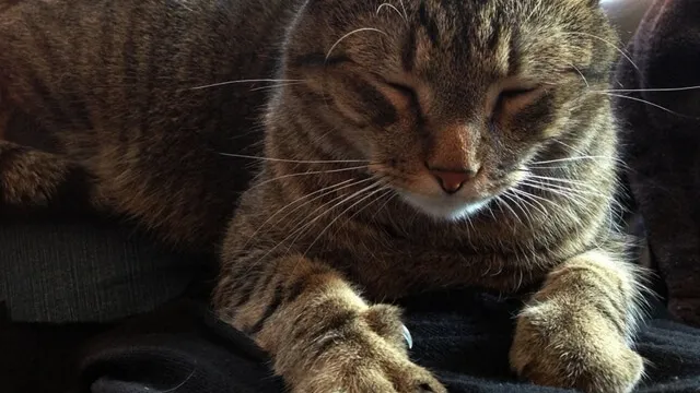 Op déze manieren probeert je kat jou iets te vertellen, vooral nummer 5 wisten we nog niet!