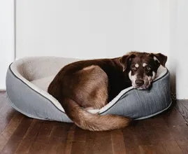 Handig! Zo voelt je hond zich minder eenzaam als hij alleen thuis is
