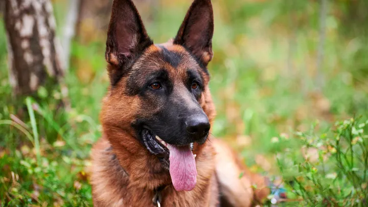 Un chien policier à la retraite fait une découverte intéressante avec l’aide de son propriétaire