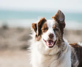 Perro reunido con familia sin hogar