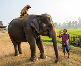 Elephant Appears Outside Farmhouse – What It’s Holding In Its Trunk Leaves the Farmer Speechless
