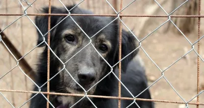 Prachtig: deze man zag zielige honden in het asiel en deed toen iets hartverwarmends