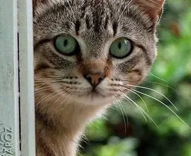 De esta forma, tu gato intentará decirte algo. No sabíamos el número 5
