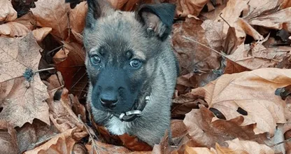 Iedereen is fan van Bumper de acht weken oude politiehond in opleiding; hij gaat voor het eerst undercover!