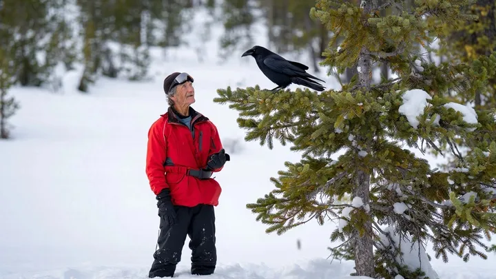 Raven Shows Lost Skier the Way to Safety