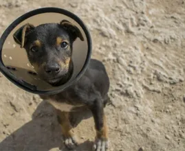 Kan jouw hond het coronavirus krijgen? Wij leggen het je uit