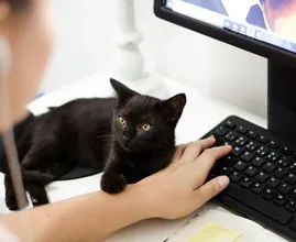 La razón por la cual los gatos siempre actúan de formas extrañas