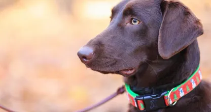 Elektronische halsband voor honden vanaf 1 juli 2020 verboden