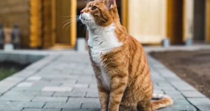 Oh nee! 's Werelds oudste kat had zijn negen levens opgebruikt