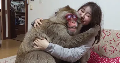 Pet Monkey Won’t Leave Wife Alone – When Husband Discovers Why, He Calls The Police