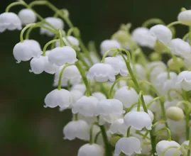 Haal deze 9 planten in huis voor een heerlijke geur