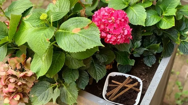 6X Waarom je kaneel in de tuin zou moeten gebruiken
