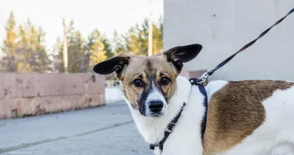 Waarschuwing: honden lopen risico op dodelijke ziekte door vossen