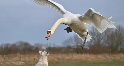 白鳥が庭から子犬をさらう – 近所の住民が発見したものは、あなたを驚かせるでしょう
