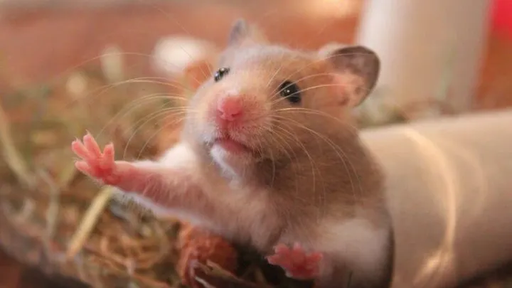 Gruwelijk: Hamster geweigerd op vliegtuig, baasje spoelt 'm door het toilet
