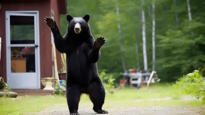 Urso acena para a família todas as manhãs - um dia, o pai faz uma descoberta chocante