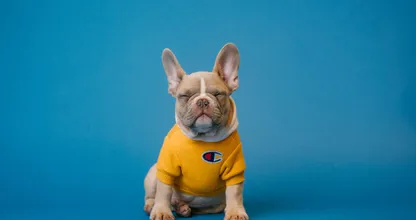 Bulldog perdido finalmente se reunió con su familia