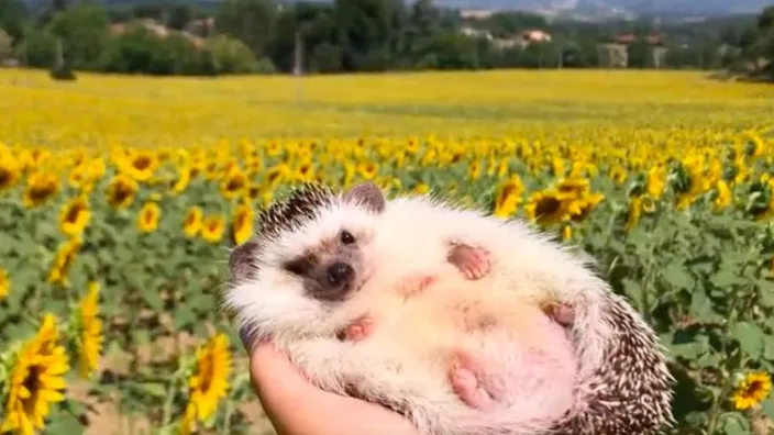This adorable hedgehog is conquering hearts all over the world