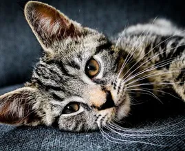 Heeft je kat vlooien? Zo verhelp je dat op een natuurlijke manier