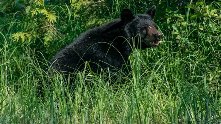 Woman Follows Bear into the Forest After It Unexpectedly Approaches Her at Bus Stop