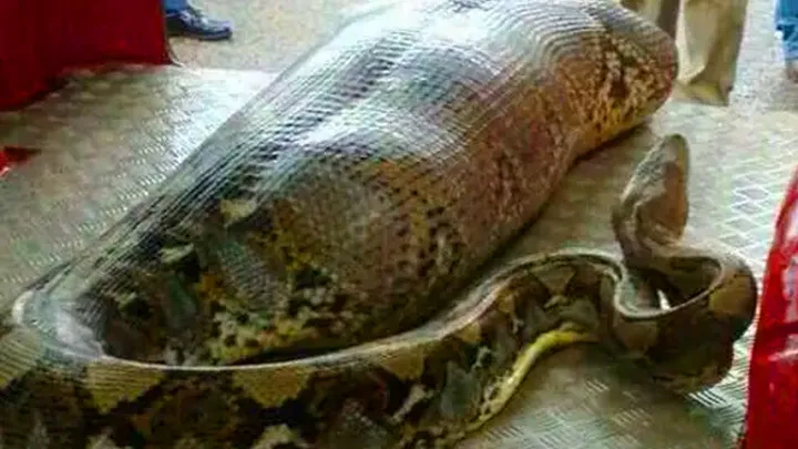 ¡Estos trabajadores encontraron una serpiente gigante - no creerás lo que encontraron dentro!
