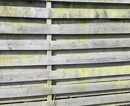 Ugly green algae on your wooden fence will be gone in no time if you use this old-fashioned product!