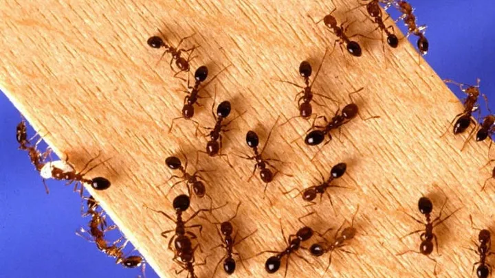 4 truques simples que ajudarão você a se livrar das formigas