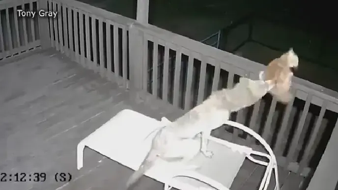 オオカミが猫を玄関先から奪う – その様子がすべてカメラに捉えられた