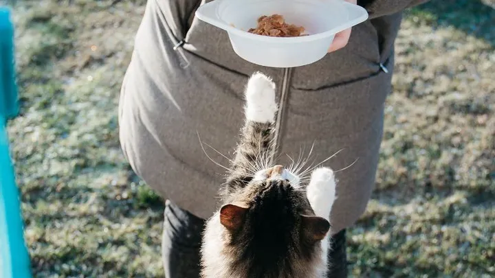 Goed om te weten: deze etenswaren zijn gevaarlijk voor je kat