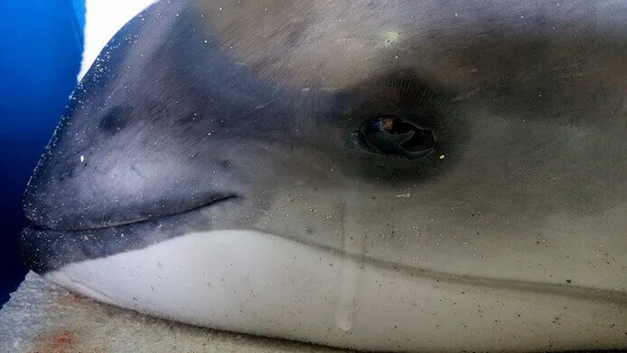 Bruinvis sterft letterlijk met een laatste traan en iedereen raakt overweldigd door emoties