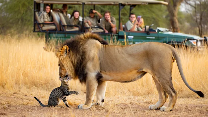 Cat Wanders into Savannah Alone – What the Lion Does Has Everyone Frozen
