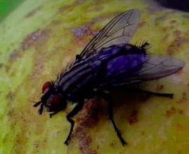 Vous avez des mouches dans votre maison ? De cette façon, vous pouvez rapidement les chasser