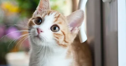 Om deze reden houden katten niet van gesloten deuren