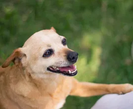 Legt je hond zijn poten in je schoot? Dit betekent het