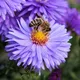 A salvo las abejas: todos deberían poner una cucharada de azúcar en su jardín